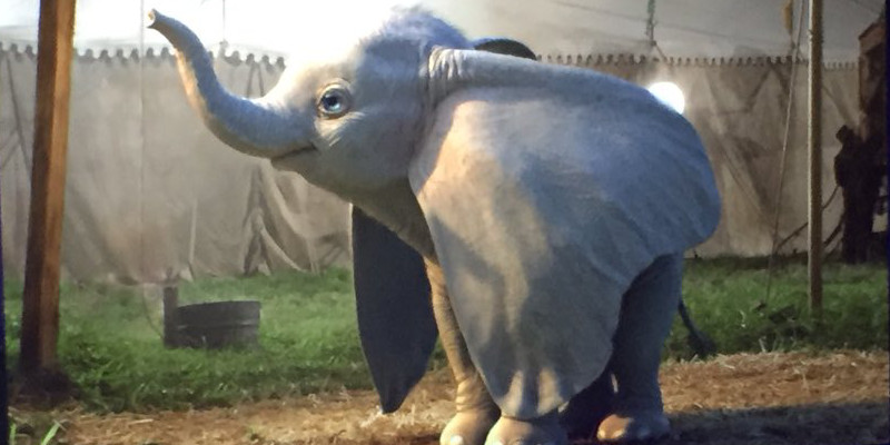 dumbo